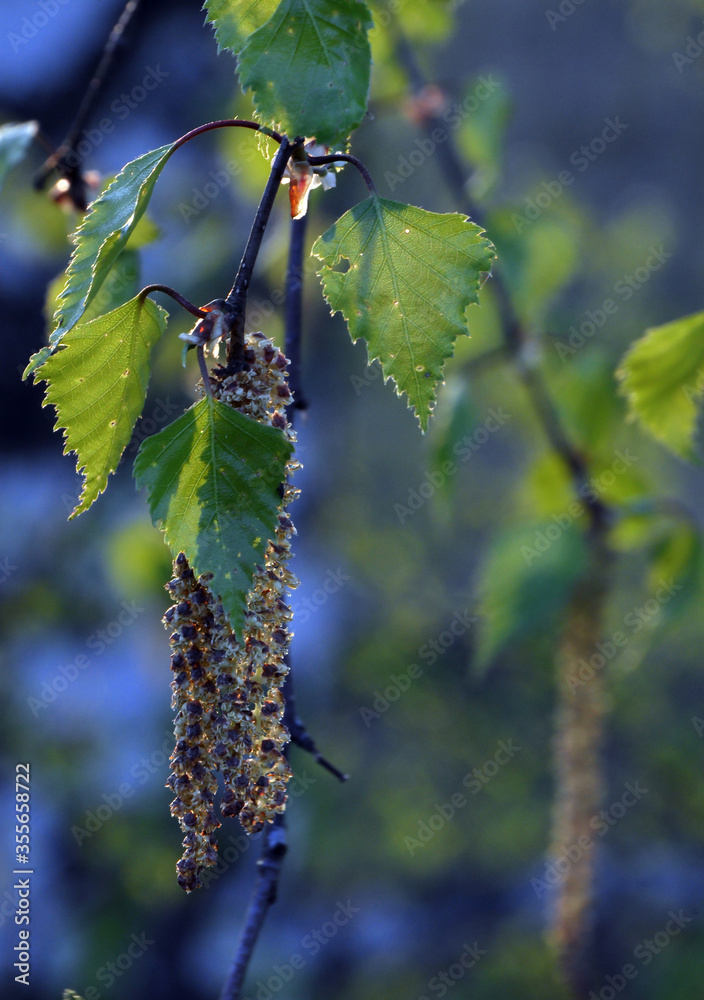 Obraz premium Birch catkins with young leaves in the backlight at sunset. Warm spring evening in the foothills of the Western Urals.