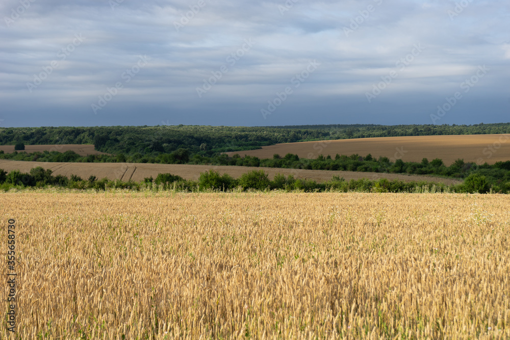 Dramatic landscape of a wheat field just before harvest under cloudy sky Dramatic landscape of a wheat field just before harvest under cloudy sky