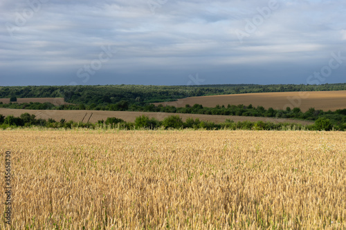 Dramatic landscape of a wheat field just before harvest under cloudy sky