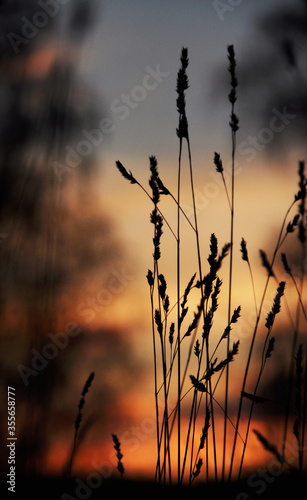 Young grass at sunset. Warm spring evening in the foothills of the Western Urals.