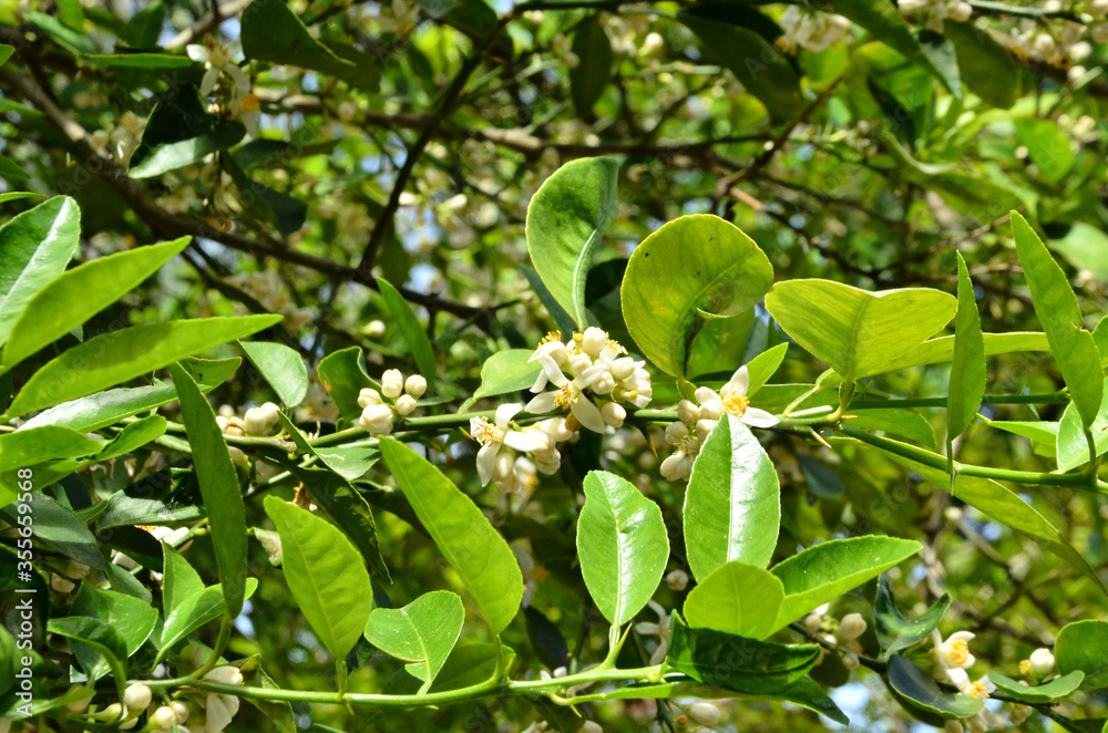 Flowers Blooming on Plant Forming A Background Flowers Blooming on Plant Forming A Background