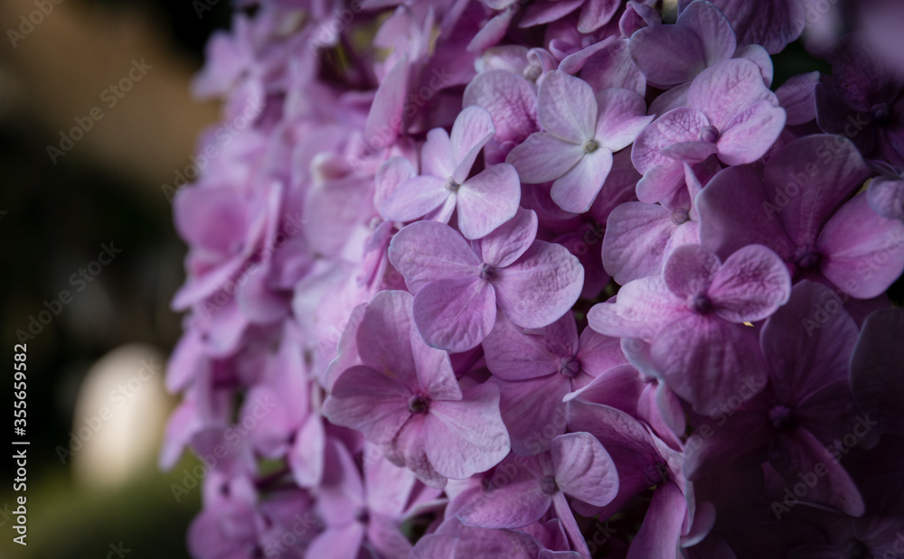 Bunch of Hydrangea flowers blooming during the spring season at a garden in Nepal.