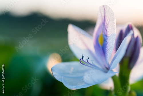 Macro image of common water hyacinth flower with green background in Chitwan Nepal. photo