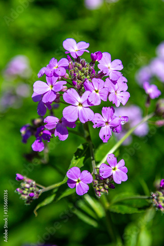 Purple Wild flowers © Dave