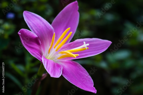 Isolated zephyranthes flower on a garden. photo