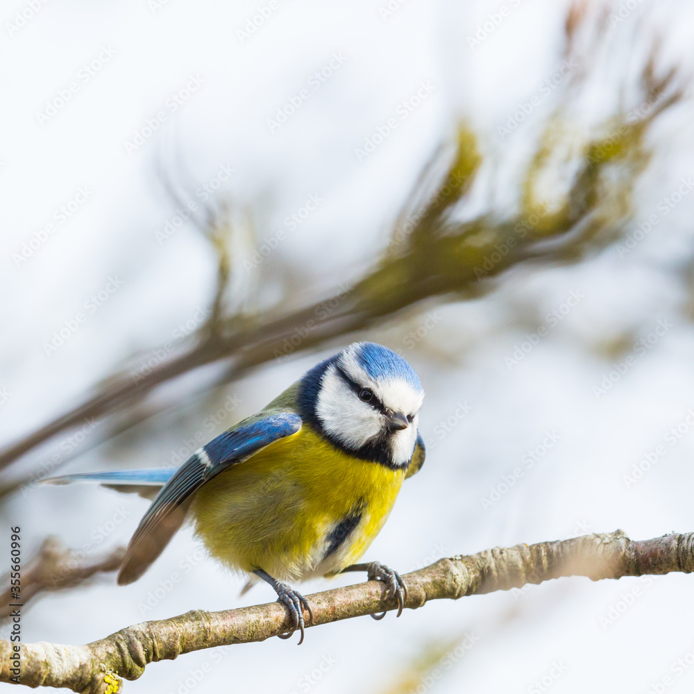 Obraz premium blue tit bird (parus caeruleus) standing on branch in tree