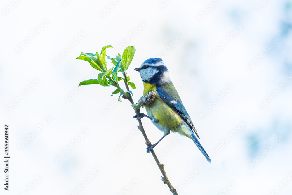 Obraz premium isolated blue tit bird (parus caeruleus) standing on tiny branch