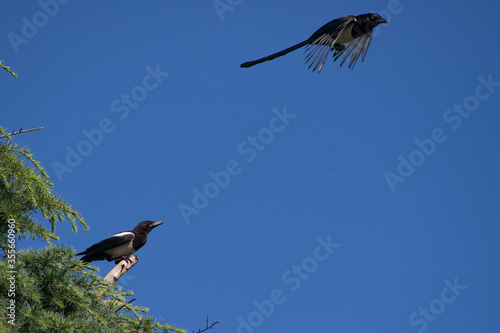 Gazza appollaiata sul ramo con gazza in volo in un cielo azzurro photo