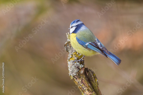 close-up blue tit bird (parus caeruleus) standing on branch