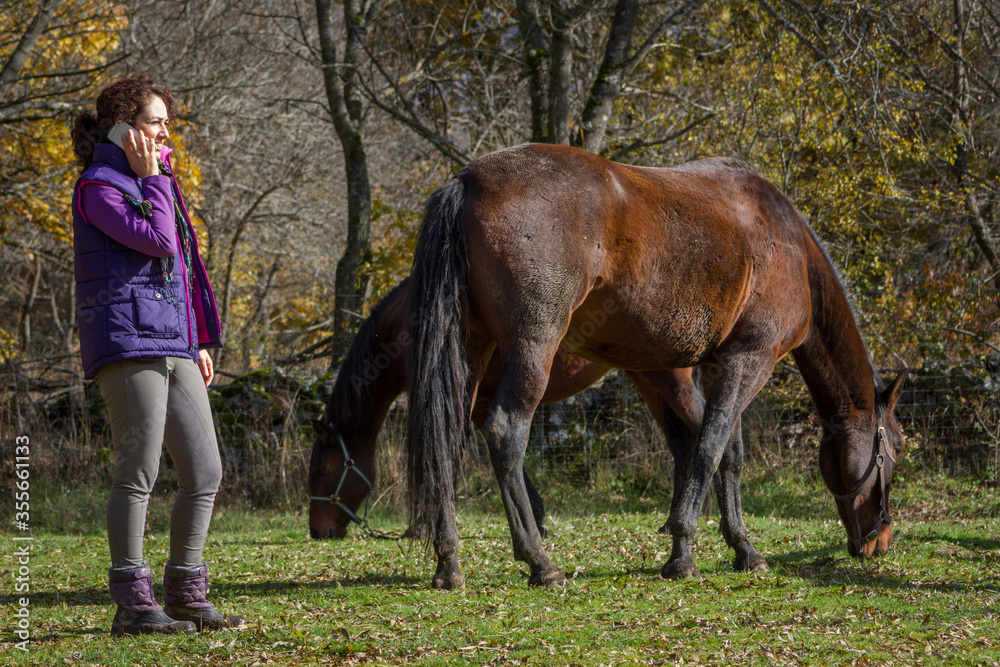 Two bay andalusians horses grazing in an meadow with girl owner on smart phone. Two bay andalusians horses grazing in an meadow with girl owner on smart phone.