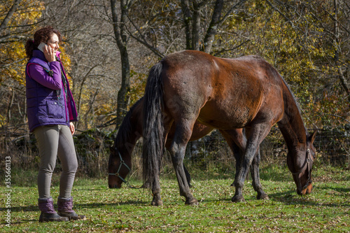 Two bay andalusians horses grazing in an meadow with girl owner on smart phone.