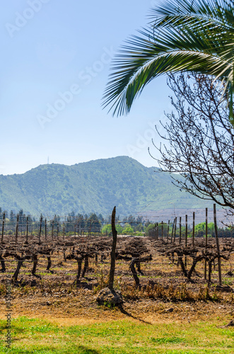 Vineyard landscape in Lonquen  Chile. Mountains and blue sky in the background.