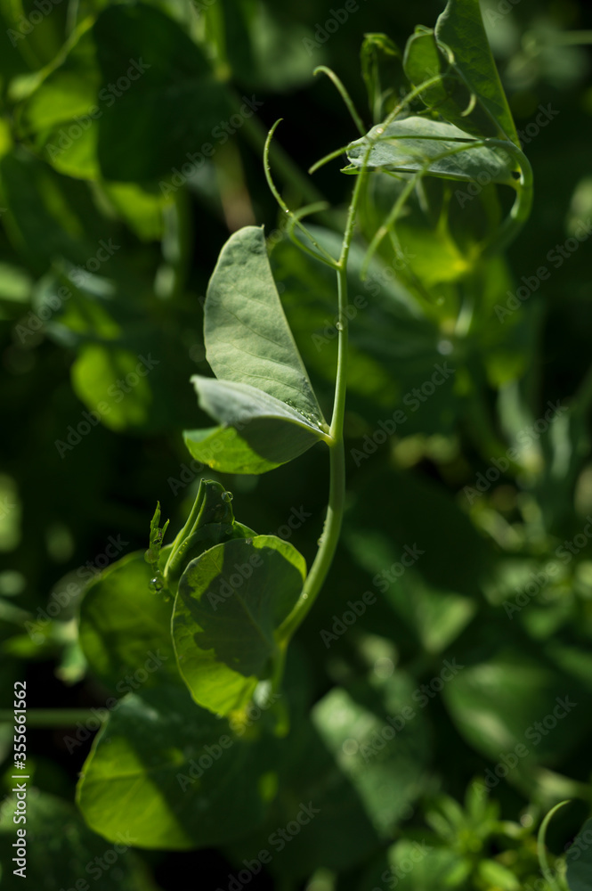 Obraz premium Sunlight on fresh green leaves with dew drops.