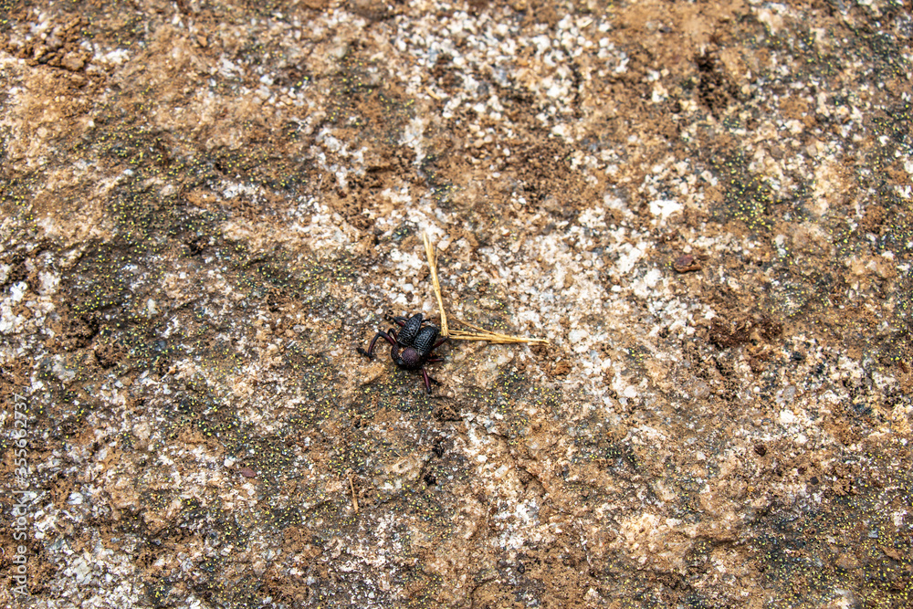Bug walking on a rock Bug walking on a rock