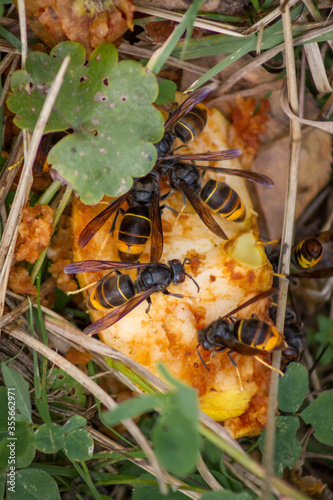 Close up of African wasps or Hornets eating pieces of a yellow rotten apple with grass in the background.