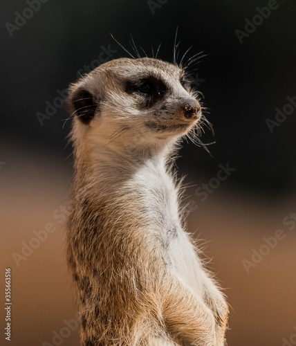 Wild Animal Meerkat (Surikate) found in Dubai Safari Zoo, United Arab Emirates 