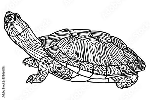 Vector illustration for coloring book. Realistic design. Pond slider. Turtle. Marine inhabitants. Children's illustration.
