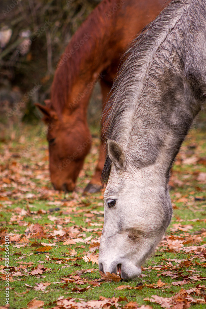 View of necks and faces of dapple grey andalusian foal and chestnut mare eating in an autumn meadow. View of necks and faces of dapple grey andalusian foal and chestnut mare eating in an autumn meadow.