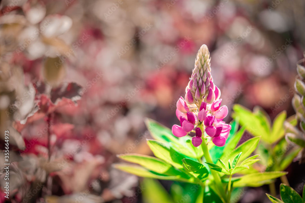 WhitPink lupin / lupinus, beautiful garden flower. WhitPink lupin / lupinus, beautiful garden flower.