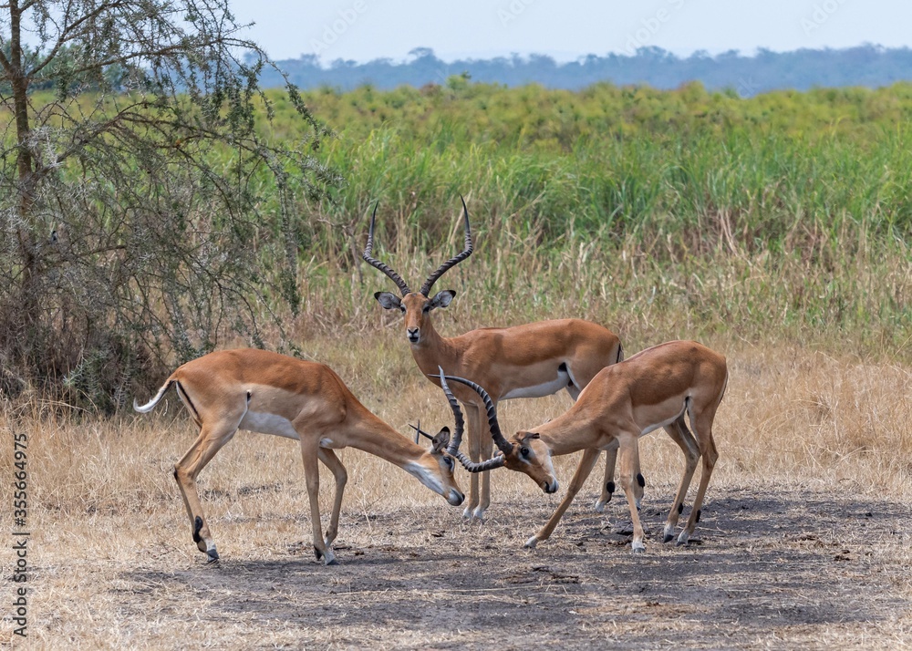 Naklejka premium Impala in the Akagera National Park