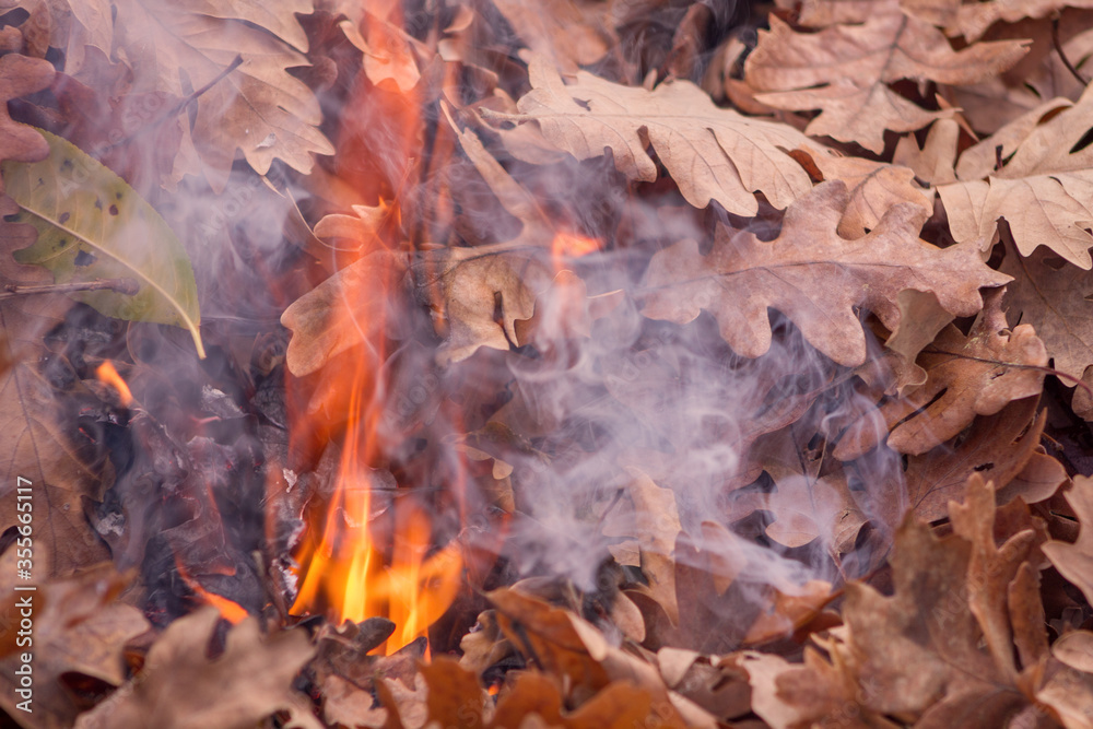 Close up of flames buning dry oak leaves.