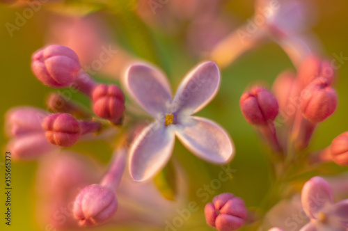 Blur background - lilac flowers in the spring close up