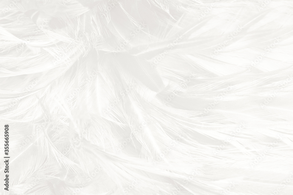 Beautiful white feather wooly pattern texture background Beautiful white feather wooly pattern texture background