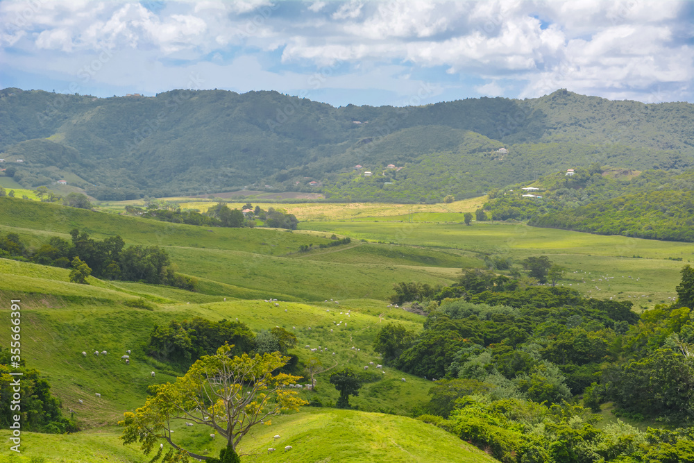 Picturesque landscape over peaceful green prairies and fields with white cows grazing in the grass from the top of mountain in Martinique West Indies