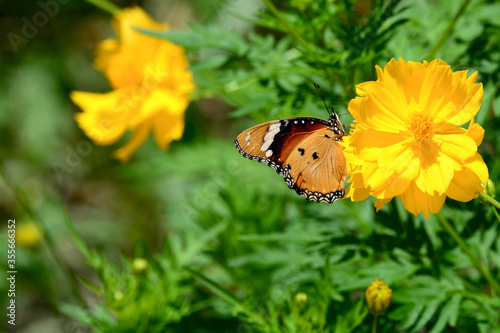 butterfly on flower © pangcom
