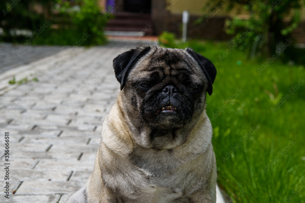 
portrait of a pug on a garden path