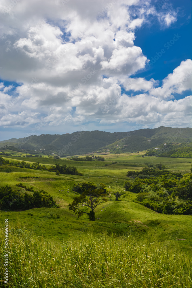 Scenic view over peaceful green prairies and fields from the top of a mountain in Martinique West Indies. Blue sky, white clouds. Copy space. Vertical