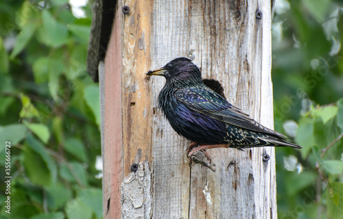 Starling sits on a perch near a birdhouse with an insect in its beak. Spring. Green leaves of birch. Sunny day. Concept - feeding offspring photo