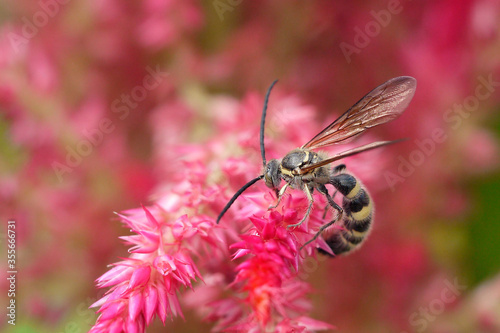 A bee collecting honey on a pink flower © kit yu