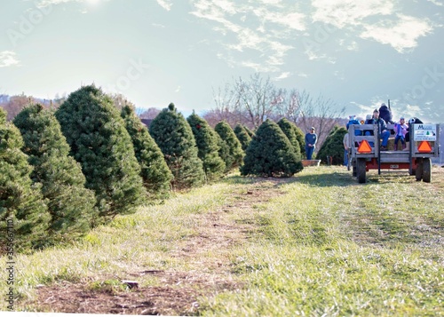 Christmas tree farm. 