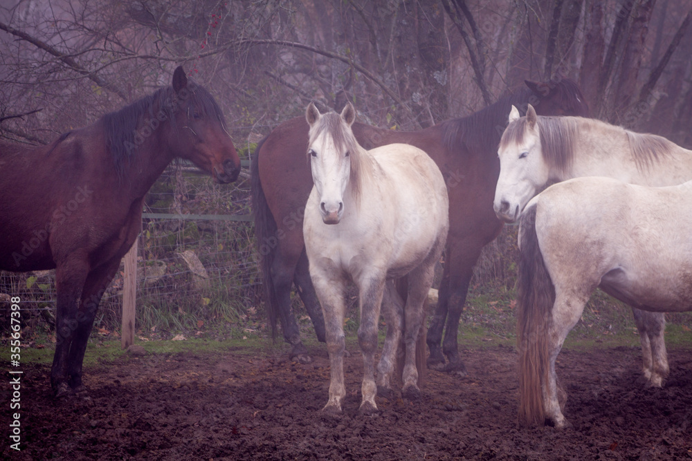 Obraz premium White and bay andalusian horses in the mud on a misty day.