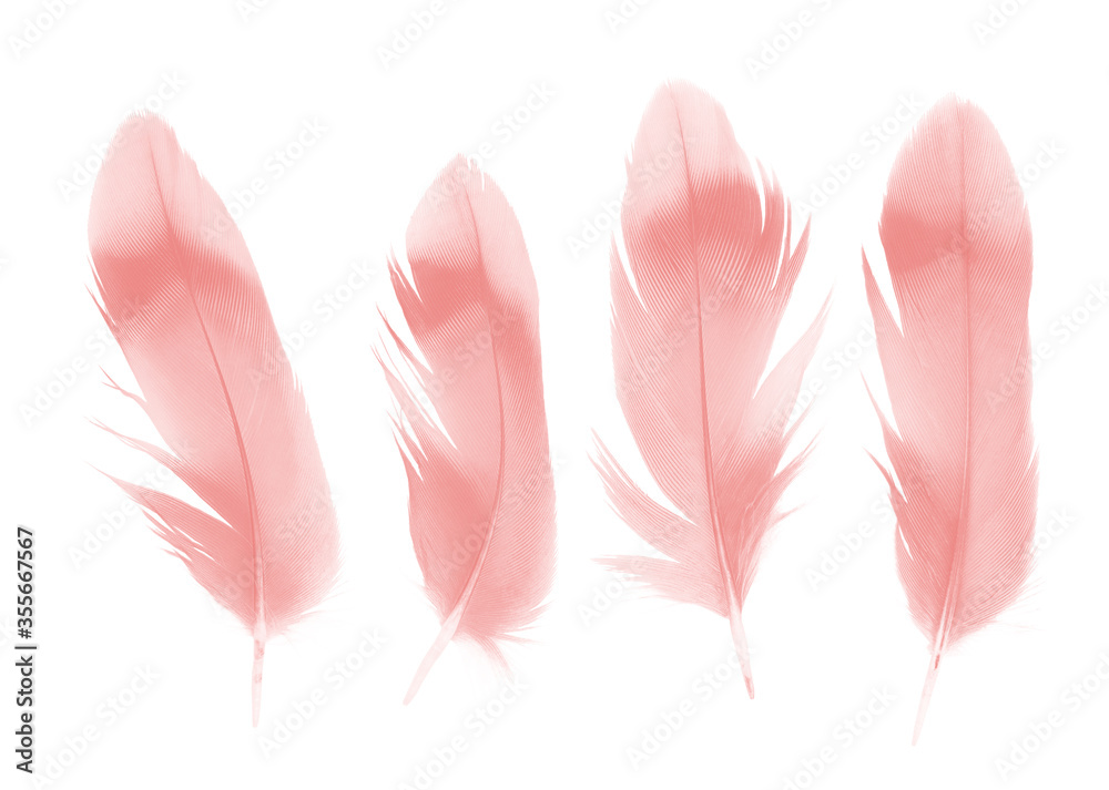 Beautiful collection light pink feather isolated on white background