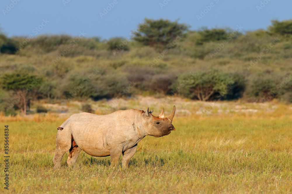 Fototapeta premium An endangered black rhinoceros (Diceros bicornis) in natural habitat, South Africa.