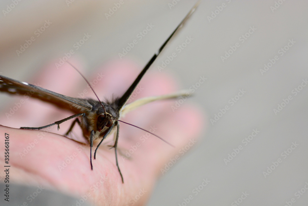 mosquito sucking blood extreme closeup mosquito sucking blood extreme closeup