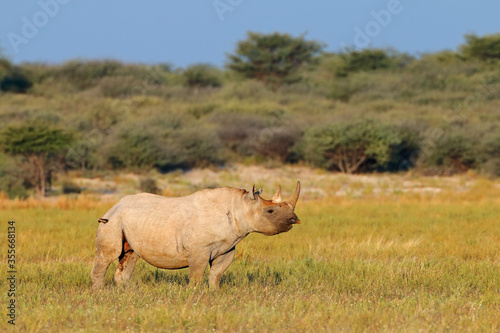 An endangered black rhinoceros  Diceros bicornis  in natural habitat  South Africa.