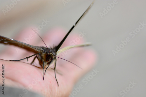 mosquito sucking blood extreme closeup © pangcom
