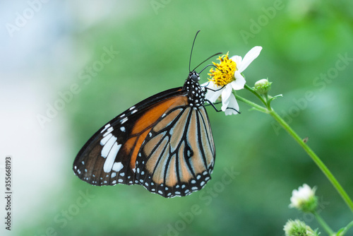 A common tiger butterfly collection honey on a white flower