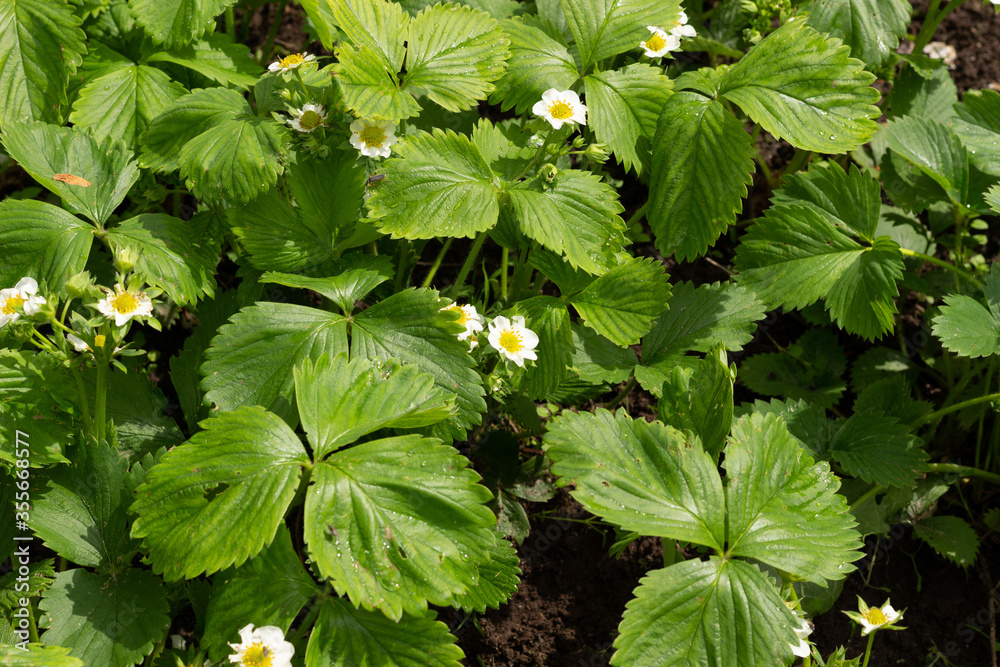 Garden strawberry plant with green leaves and flowers in sunny day Garden strawberry plant with green leaves and flowers in sunny day