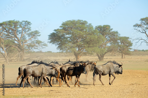 Herd of blue wildebeest  Connochaetes taurinus  in a dusty dry riverbed  Kalahari desert  South Africa.