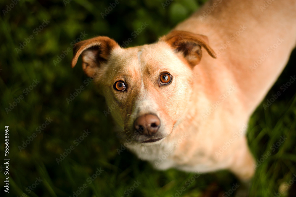 Cute dog looking into camera with dog eyes in the forest. Amazing spring photo