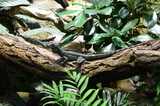 lizard at the zoo, Berlin (Germany)