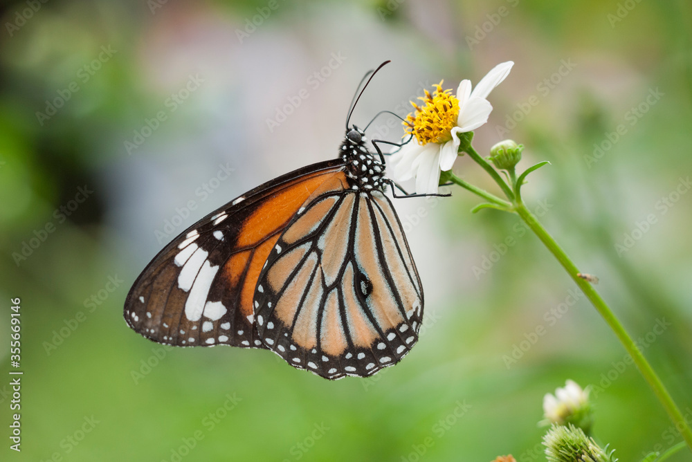 Butterfly collecting honey on a white flower
Butterfly collecting honey on a white flower