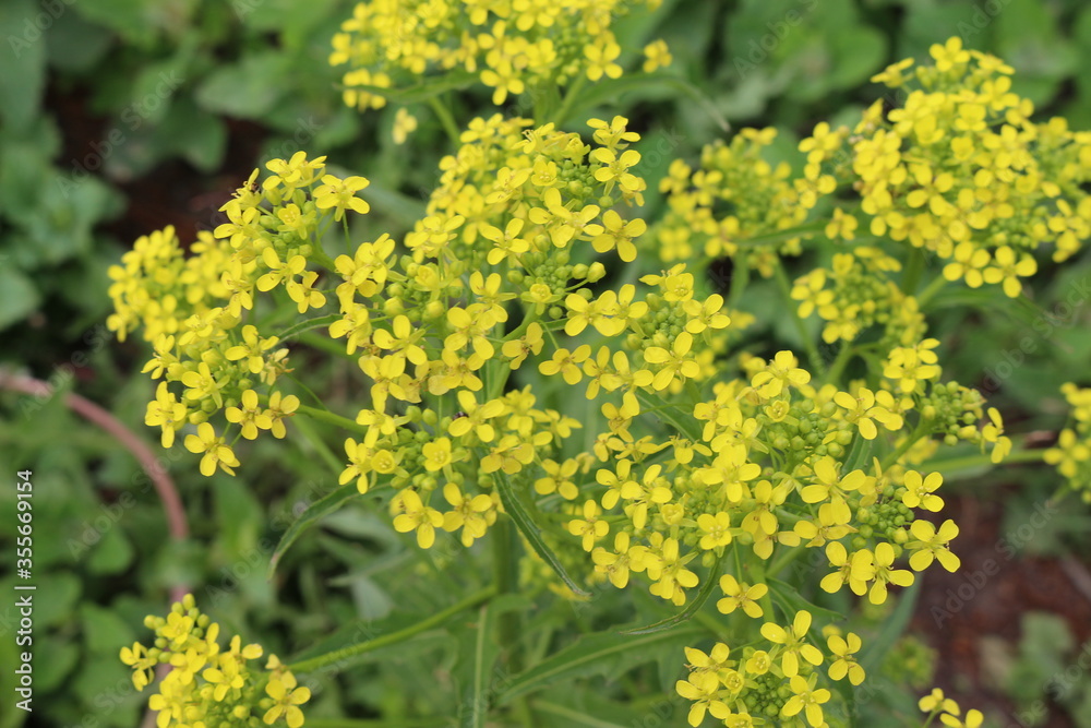 Bright yellow flower bloomed in a meadow in summer
Bright yellow flower bloomed in a meadow in summer