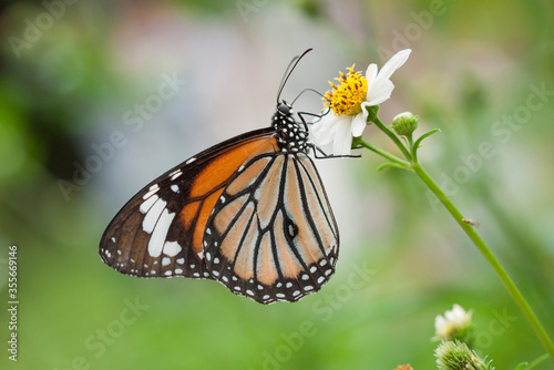 Butterfly collecting honey on a white flower 