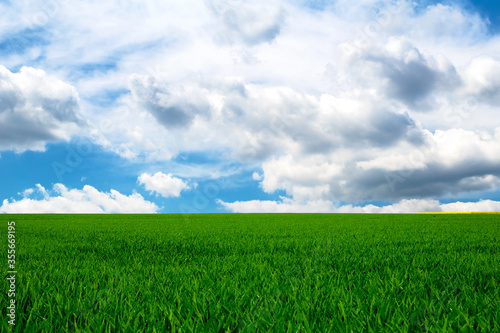 Ein gr  nes Feld vor blauem Himmel mit Wolken
