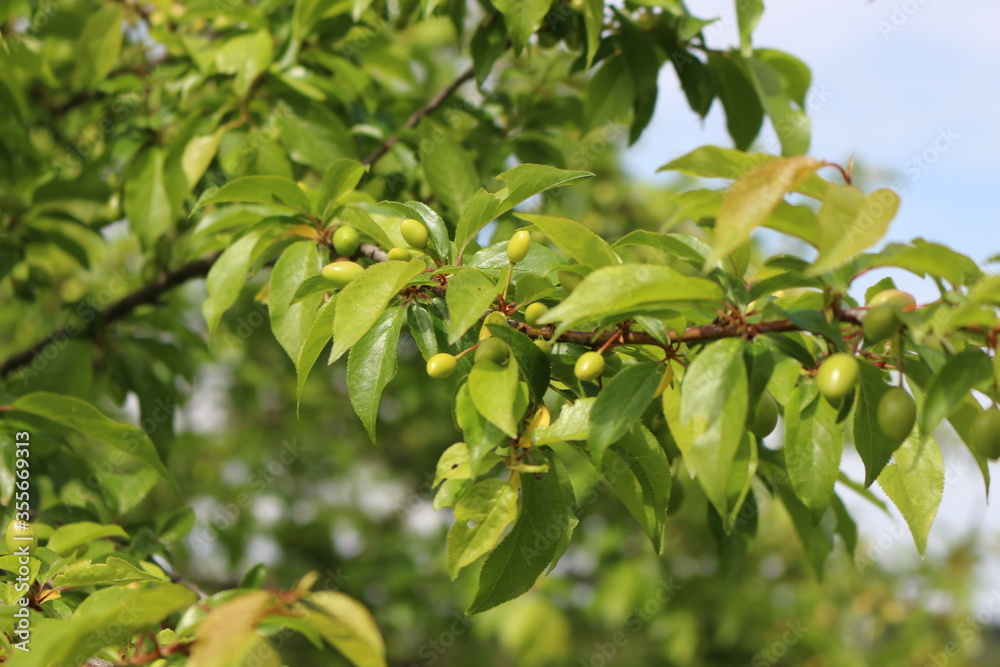 
Cherry plum fruits ripen on tree branches in early summer